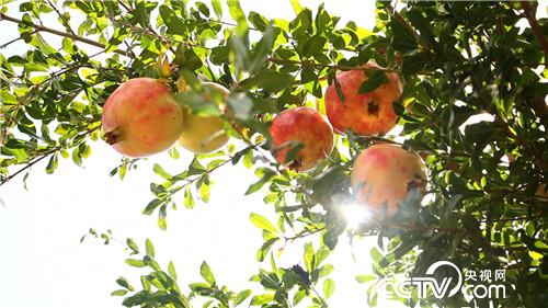 [致富经]卖掉杭州五套房 只为一种特殊石榴 20181101 