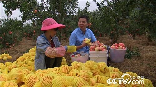 [致富经]卖掉杭州五套房 只为一种特殊石榴 20181101 