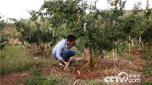[致富经]卖掉杭州五套房 只为一种特殊石榴 20181101 
