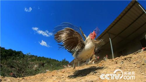 [致富经]退休校长养飞鸡 一枚蛋卖9.9元 20181107