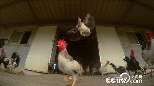 [致富经]退休校长养飞鸡 一枚蛋卖9.9元 20181107