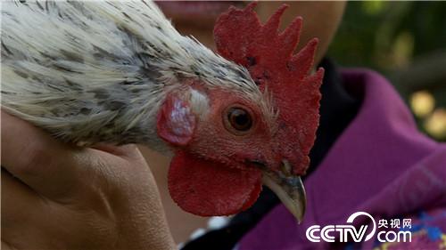 [致富经]退休校长养飞鸡 一枚蛋卖9.9元 20181107