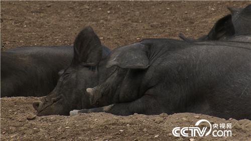 [致富经]90后姐妹花怪招养黑猪 一头多卖2000多元 20181113 