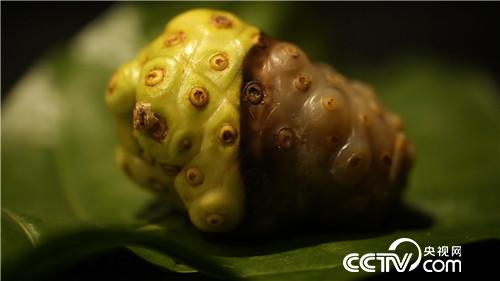 [致富经]臭美小伙子 臭果发大财 20181114 