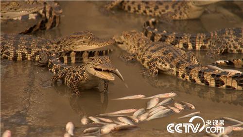 [致富经]陆地水里都赚钱 两个产业 3亿财富 20181115 