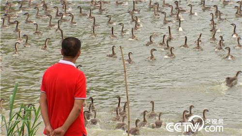 [致富经]陆地水里都赚钱 两个产业 3亿财富 20181115 