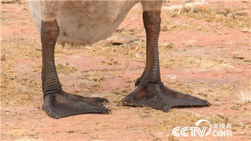 [致富经]陆地水里都赚钱 两个产业 3亿财富 20181115 