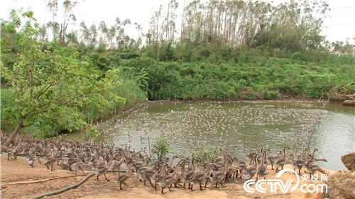 [致富经]陆地水里都赚钱 两个产业 3亿财富 20181115 