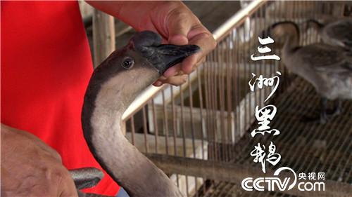 [致富经]陆地水里都赚钱 两个产业 3亿财富 20181115 