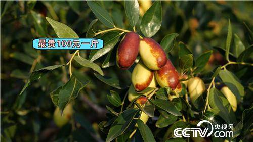 [致富经]白了头发 红了财富 他把黄沙变黄金 20181119 