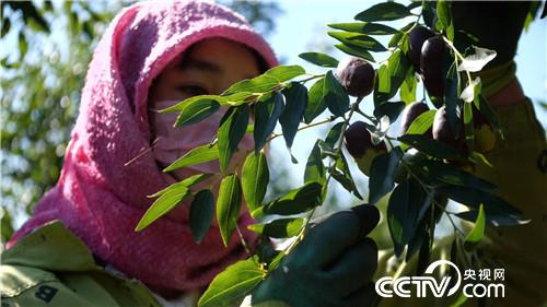 [致富经]白了头发 红了财富 他把黄沙变黄金 20181119 