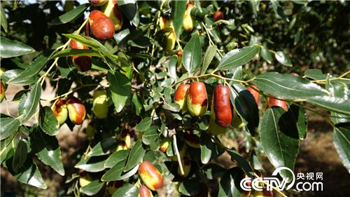 [致富经]白了头发 红了财富 他把黄沙变黄金 20181119 