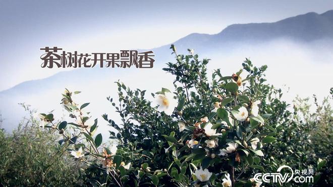 乡土：茶树花开果飘香 11月22日