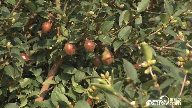 乡土：茶树花开果飘香 11月22日