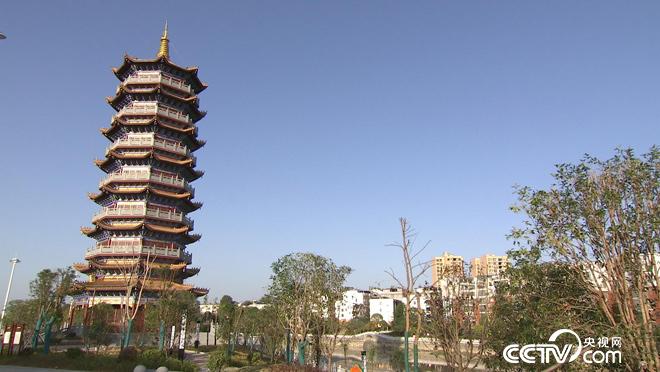 乡土：茶树花开果飘香 11月22日