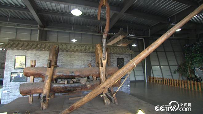 乡土：茶树花开果飘香 11月22日