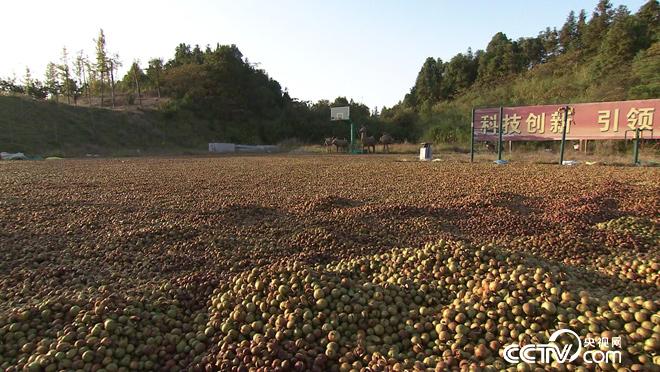 乡土：茶树花开果飘香 11月22日