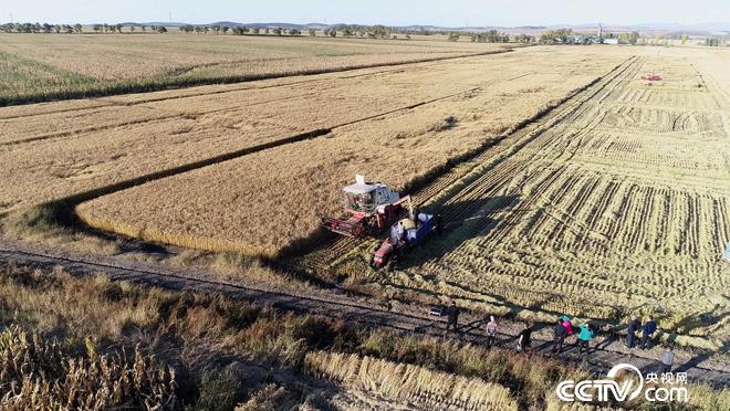 乡土：七台河的丰收生活 11月23日