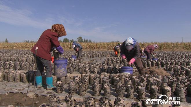 乡土：七台河的丰收生活 11月23日