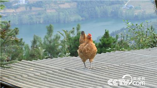 [致富经]赶鸡上树 把赔钱的生意做成年入800万 20181120 