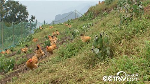 [致富经]赶鸡上树 把赔钱的生意做成年入800万 20181120 