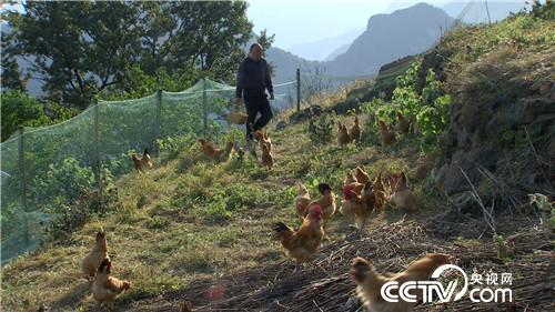 [致富经]赶鸡上树 把赔钱的生意做成年入800万 20181120 