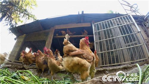 [致富经]赶鸡上树 把赔钱的生意做成年入800万 20181120 