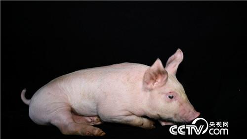 美女老师快乐养猪 一头多卖3000多元