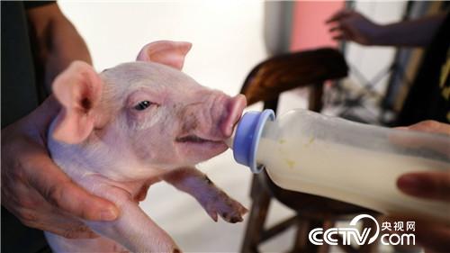 美女老师快乐养猪 一头多卖3000多元