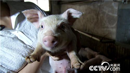 美女老师快乐养猪 一头多卖3000多元