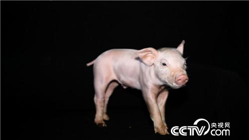 美女老师快乐养猪 一头多卖3000多元