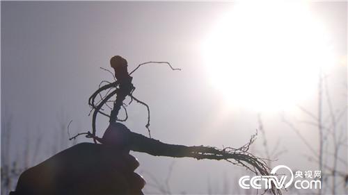 [致富经]爱折腾的人 干折腾的事 赚折腾的钱 20181203 