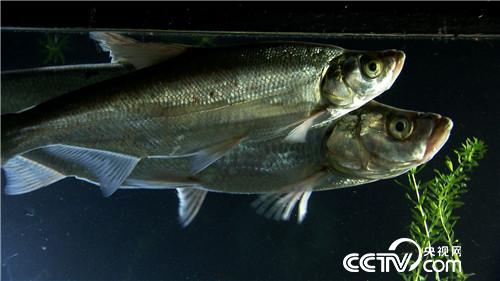 [致富经]请来天敌 怪招养鱼年卖3000万 20181205 