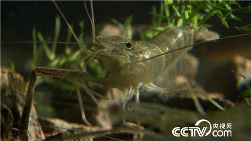 [致富经]请来天敌 怪招养鱼年卖3000万 20181205 