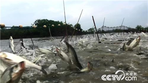 [致富经]请来天敌 怪招养鱼年卖3000万 20181205 