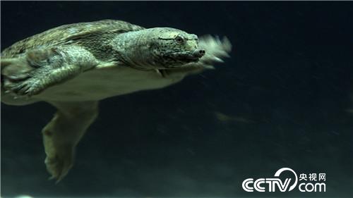 [致富经]请来天敌 怪招养鱼年卖3000万 20181205 