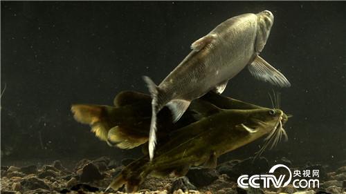 [致富经]请来天敌 怪招养鱼年卖3000万 20181205 