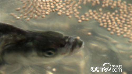 [致富经]请来天敌 怪招养鱼年卖3000万 20181205 