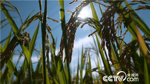 [致富经]了不起 中国农民&mdash;&mdash;致敬改革开放40周年 第一集 禾下土 20181217 