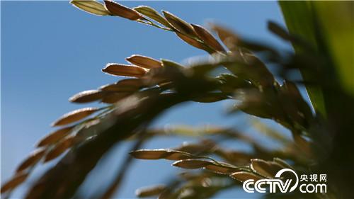 [致富经]了不起 中国农民&mdash;&mdash;致敬改革开放40周年 第一集 禾下土 20181217 