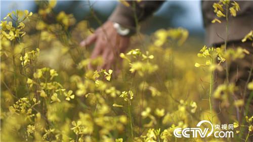 [致富经]了不起 中国农民 第三集 走四方 20181219 