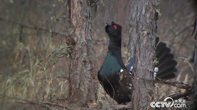 乡土：人与生物圈计划在中国 第二集 家园 12月25日
