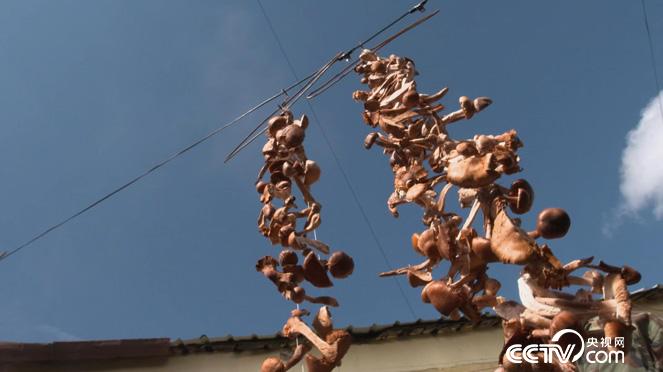 乡土：人与生物圈计划在中国 第二集 家园 12月25日