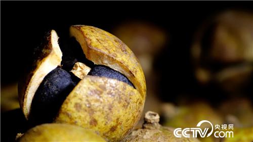 [致富经]亿万富翁爱吃虫 赔钱果里掏出流油财 20181226 