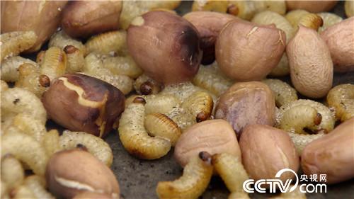 [致富经]亿万富翁爱吃虫 赔钱果里掏出流油财 20181226 