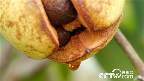 [致富经]亿万富翁爱吃虫 赔钱果里掏出流油财 20181226 