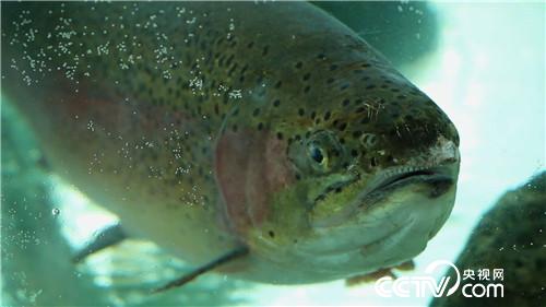 [致富经]两次三番斗荒滩 鹅卵石间赚大钱 20181227 