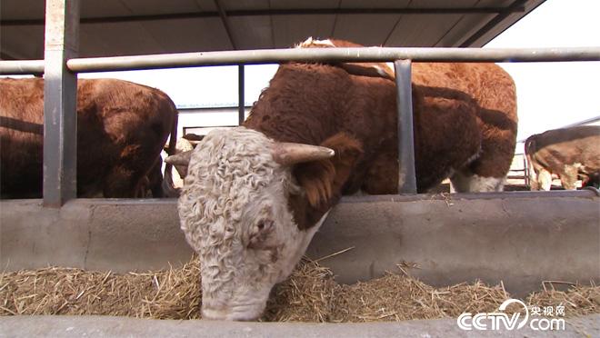 一场关乎胜利与荣誉的比拼即将开始。千挑万选出的它们能否为他赢得荣光？一场牛气冲天，重量级选手云集的赛事会出现什么样的场面？热闹的&ldquo;巴扎&rdquo;上美食云集。美味营养的卤鸽子是新和人的最爱。这里的人们热情包容，这里的生活简单快乐。敬请收看《新和赛牛会》。