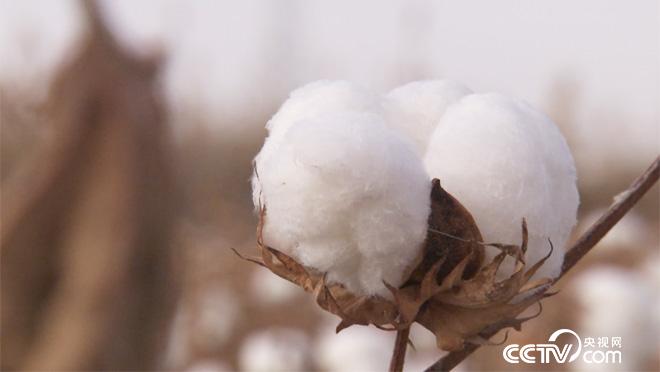 一场关乎胜利与荣誉的比拼即将开始。千挑万选出的它们能否为他赢得荣光？一场牛气冲天，重量级选手云集的赛事会出现什么样的场面？热闹的&ldquo;巴扎&rdquo;上美食云集。美味营养的卤鸽子是新和人的最爱。这里的人们热情包容，这里的生活简单快乐。敬请收看《新和赛牛会》。
