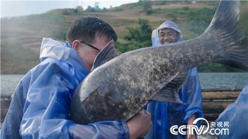 [致富经]集体失踪的鱼 一年带回3000万元 20190102 